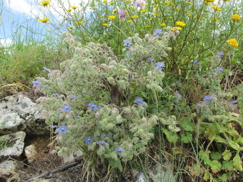 borage (Borago officinalis), photograph