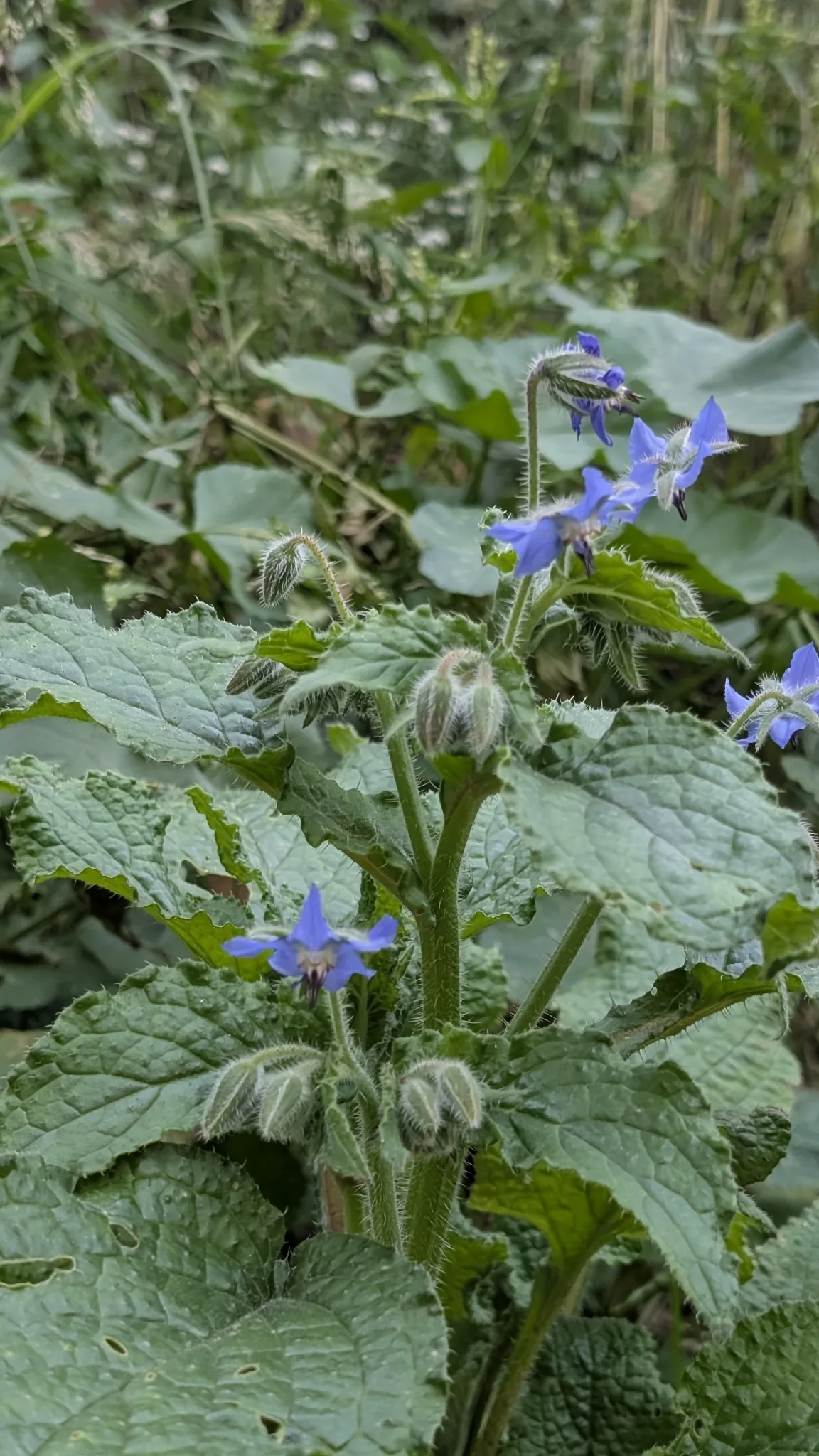 Photo: Mattia Menchetti, via iNaturalist · CC BY · via GBIF borage (Borago officinalis), photograph