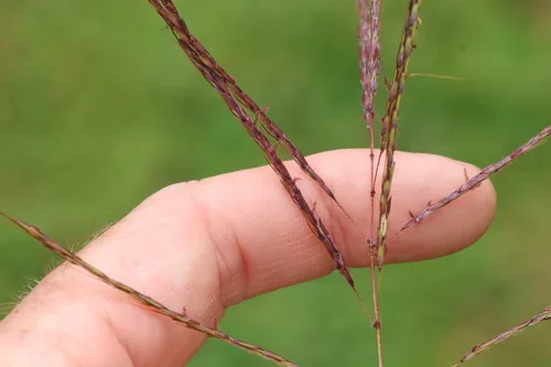 Blue Grass (Bothriochloa bladhii), photograph