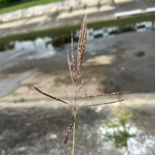 Blue Grass (Bothriochloa bladhii), photograph