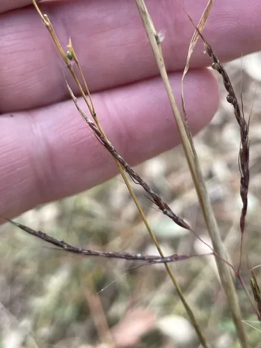 Blue Grass (Bothriochloa bladhii), photograph