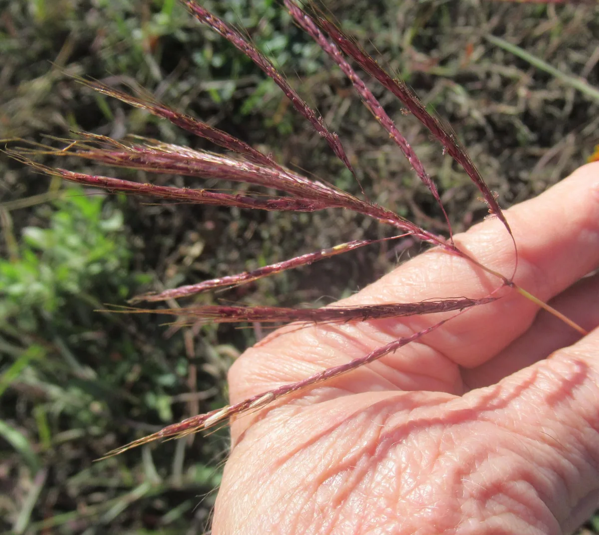 Photo: Linda Jo Conn, via iNaturalist · CC BY · via GBIF blue grass (Bothriochloa bladhii), photograph
