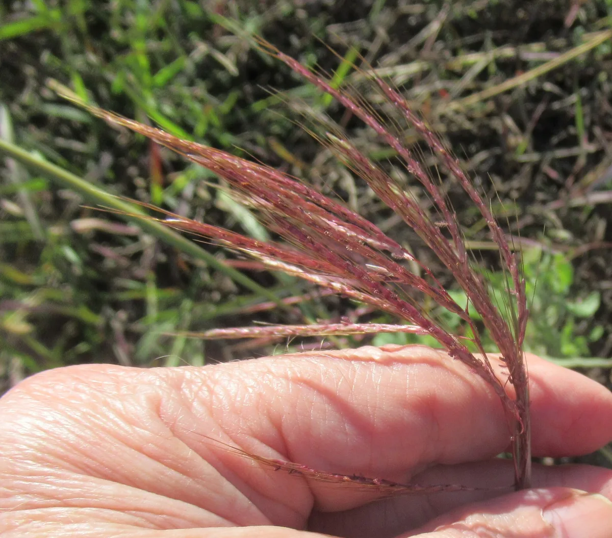Blue Grass (Bothriochloa bladhii), photograph