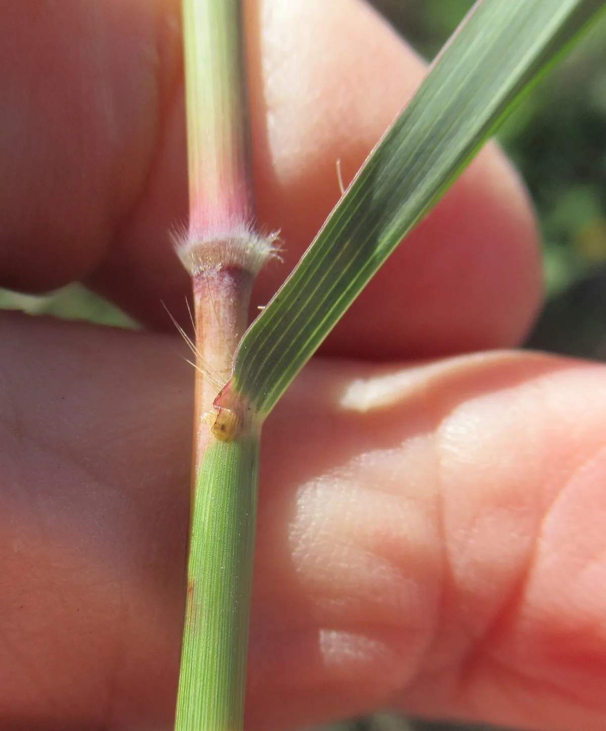 Blue Grass (Bothriochloa bladhii), photograph