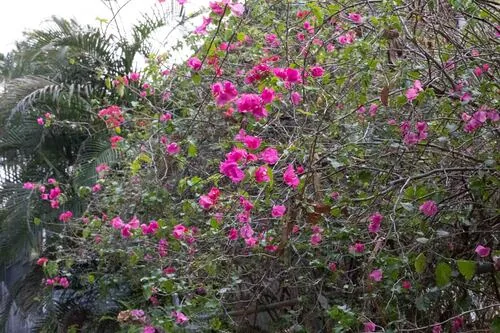 Photo: (c) Lewis, some rights reserved (CC BY-SA) · cc-by-sa · via iNaturalist Bougainvillea (Bougainvillea spectabilis), photograph