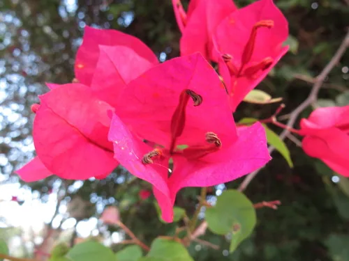 Bougainvillea (Bougainvillea spectabilis), photograph