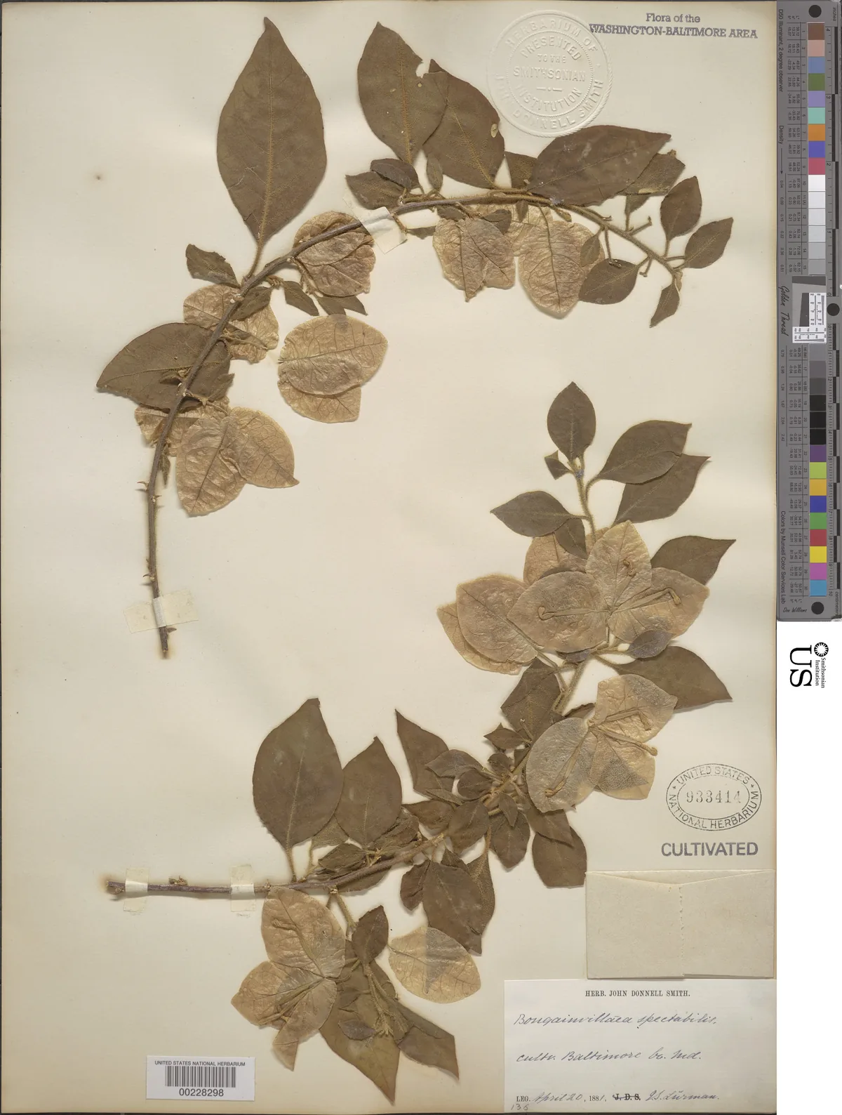 Bougainvillea (Bougainvillea spectabilis), photograph
