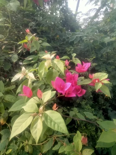 Bougainvillea (Bougainvillea spectabilis), photograph