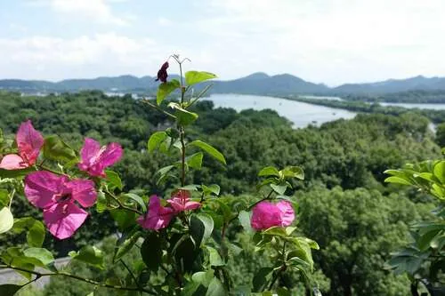 Photo: (c) nebrooks, some rights reserved · CC BY · via iNaturalist bougainvillea (Bougainvillea spectabilis), photograph