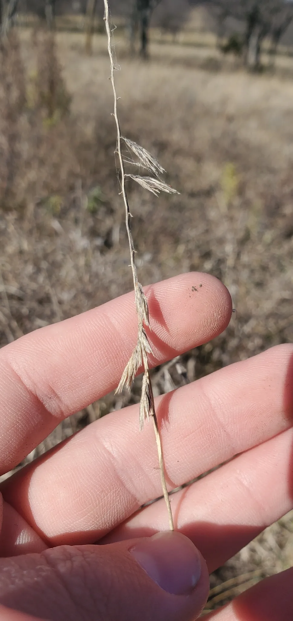 Sideoats Grama (Bouteloua curtipendula), photograph