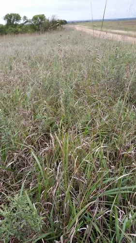 Sideoats Grama (Bouteloua curtipendula), photograph