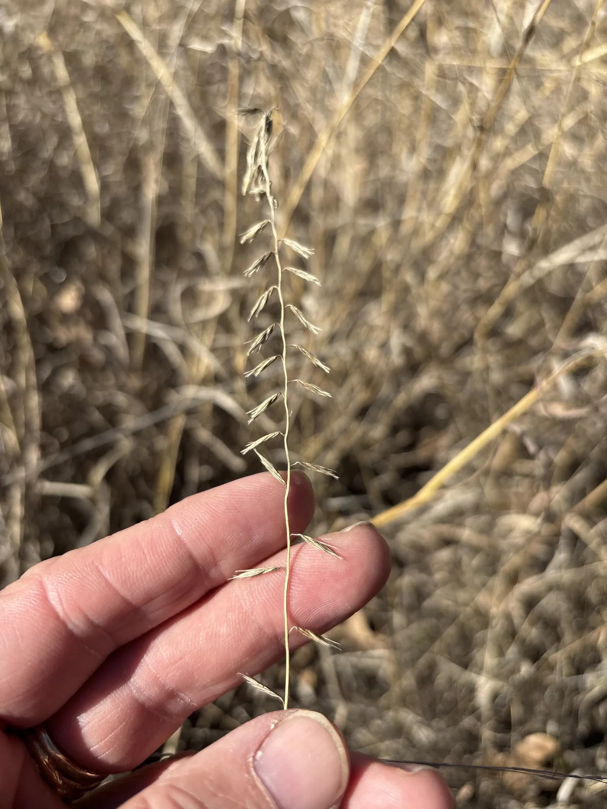 Sideoats Grama (Bouteloua curtipendula), photograph