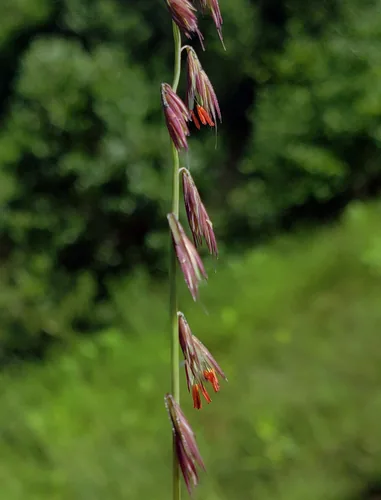 sideoats grama (Bouteloua curtipendula), photograph