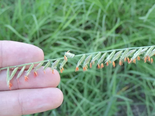 Sideoats Grama (Bouteloua curtipendula), photograph
