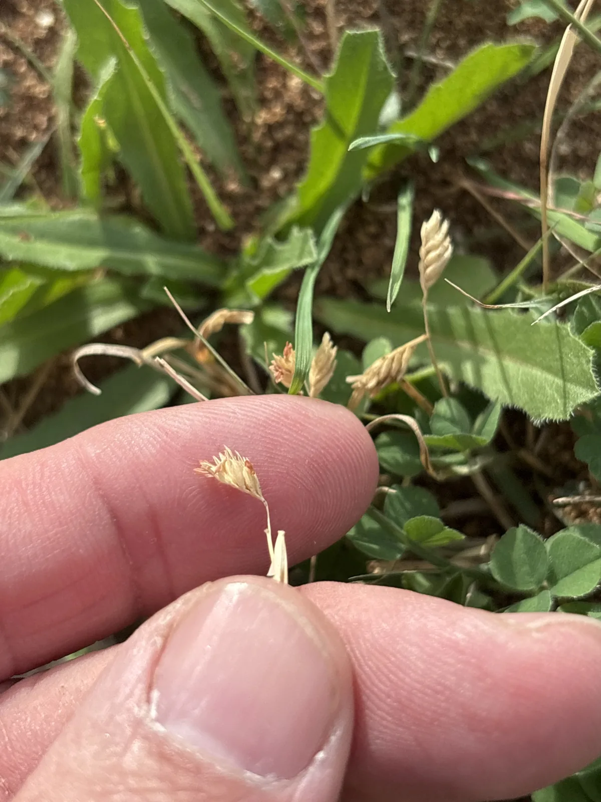 buffalograss (Bouteloua dactyloides), photograph