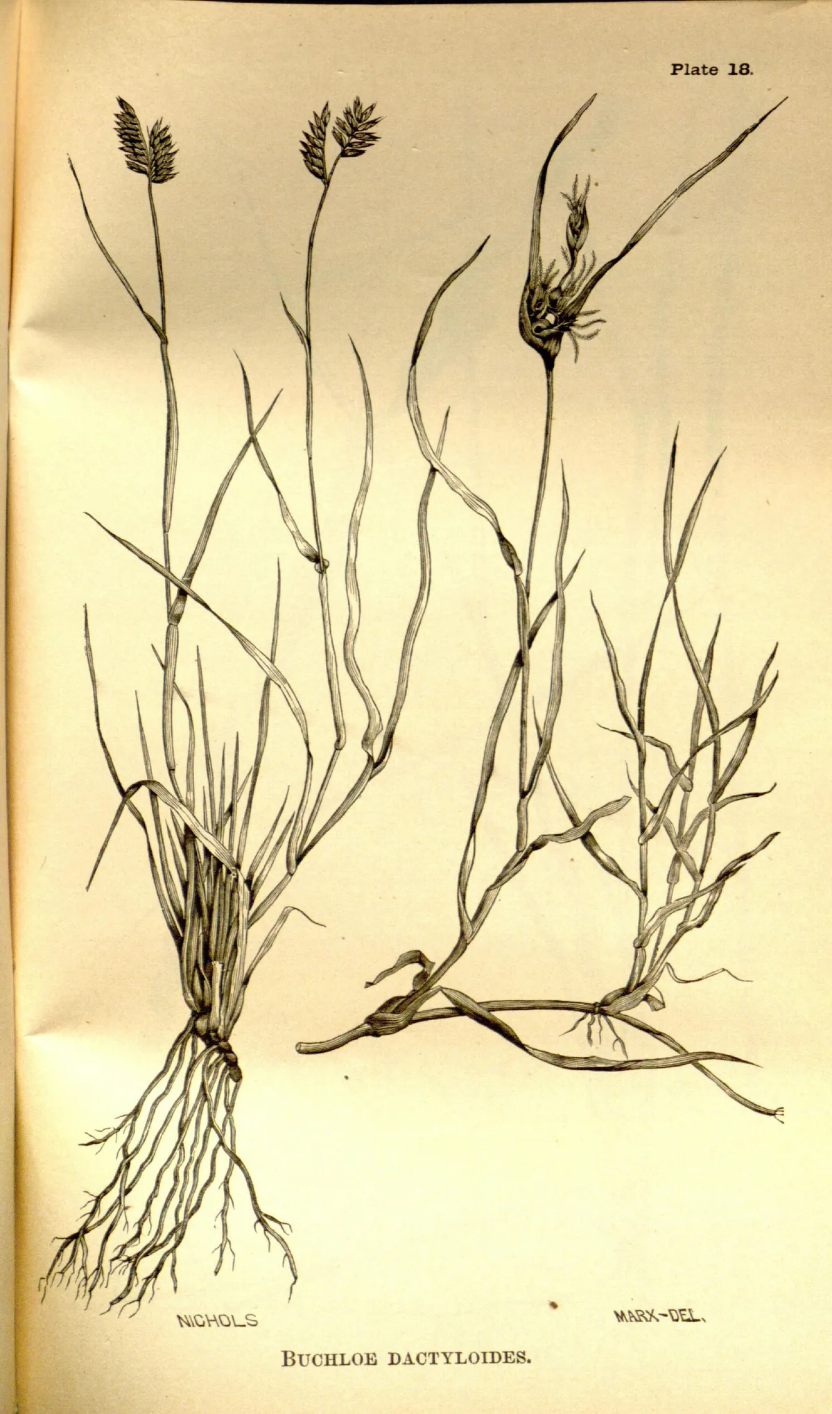 buffalograss (Bouteloua dactyloides), botanical illustration
