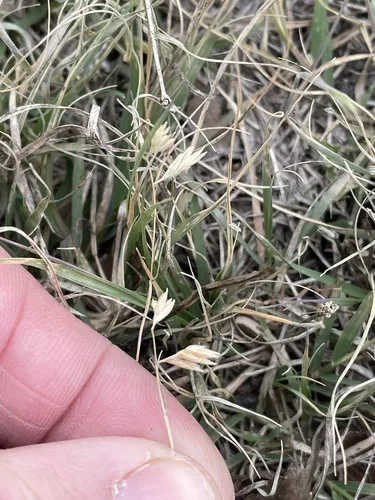 buffalograss (Bouteloua dactyloides), photograph