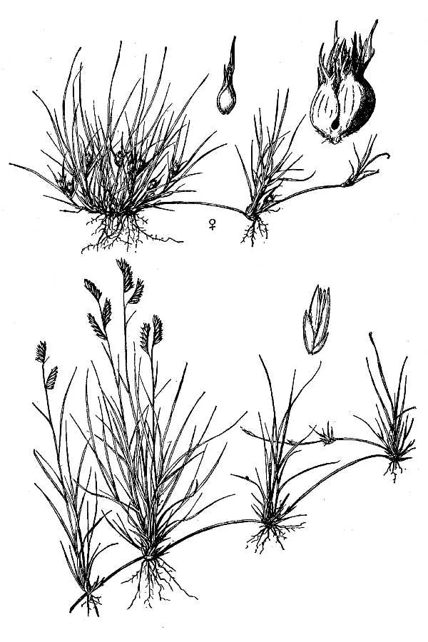 buffalograss (Bouteloua dactyloides), botanical illustration
