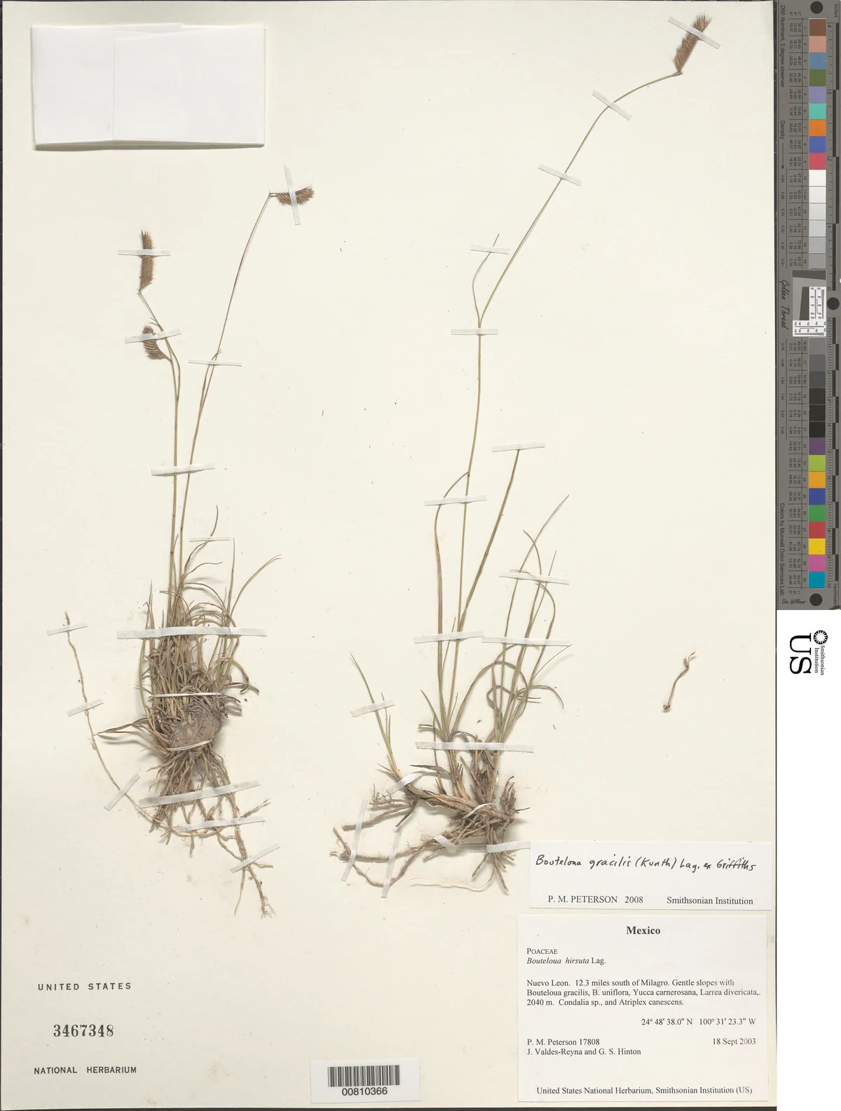 Blue Grama (Bouteloua gracilis), photograph