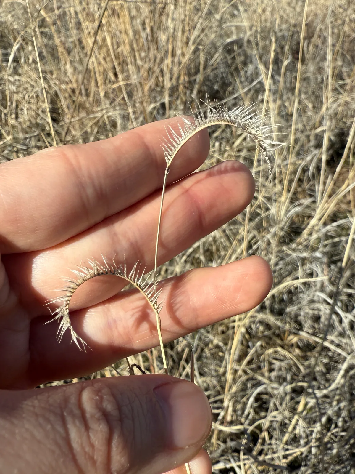 Blue Grama (Bouteloua gracilis), photograph