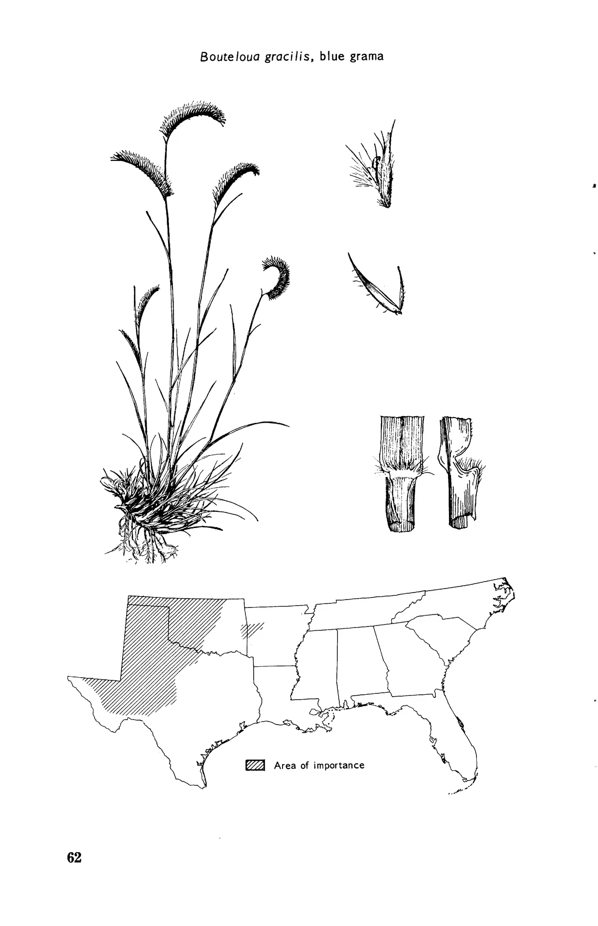 Blue Grama (Bouteloua gracilis), botanical illustration
