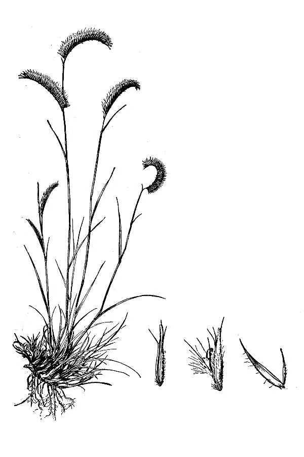 Blue Grama (Bouteloua gracilis), botanical illustration