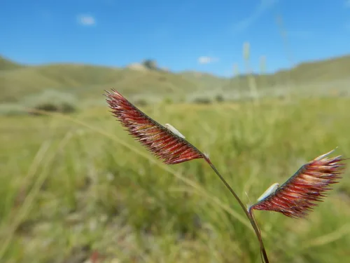 Photo: (c) Matt Lavin, some rights reserved · CC BY · via iNaturalist blue grama, photograph
