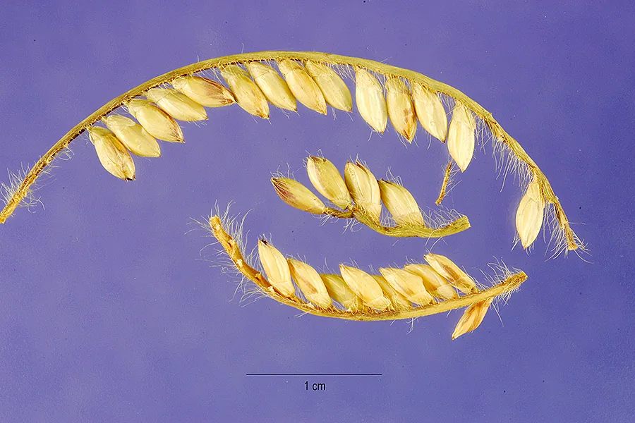 bread grass (Brachiaria brizantha), photograph