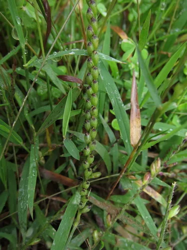 Photo: no rights reserved · CC0 · via iNaturalist bread grass (Brachiaria brizantha), photograph