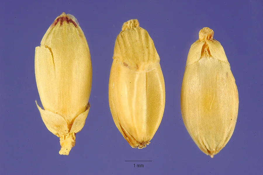bread grass (Brachiaria brizantha), photograph