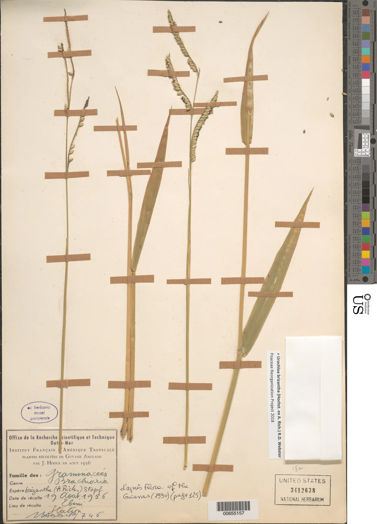 bread grass (Brachiaria brizantha), photograph