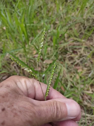 Surinam Grass (Brachiaria decumbens), photograph