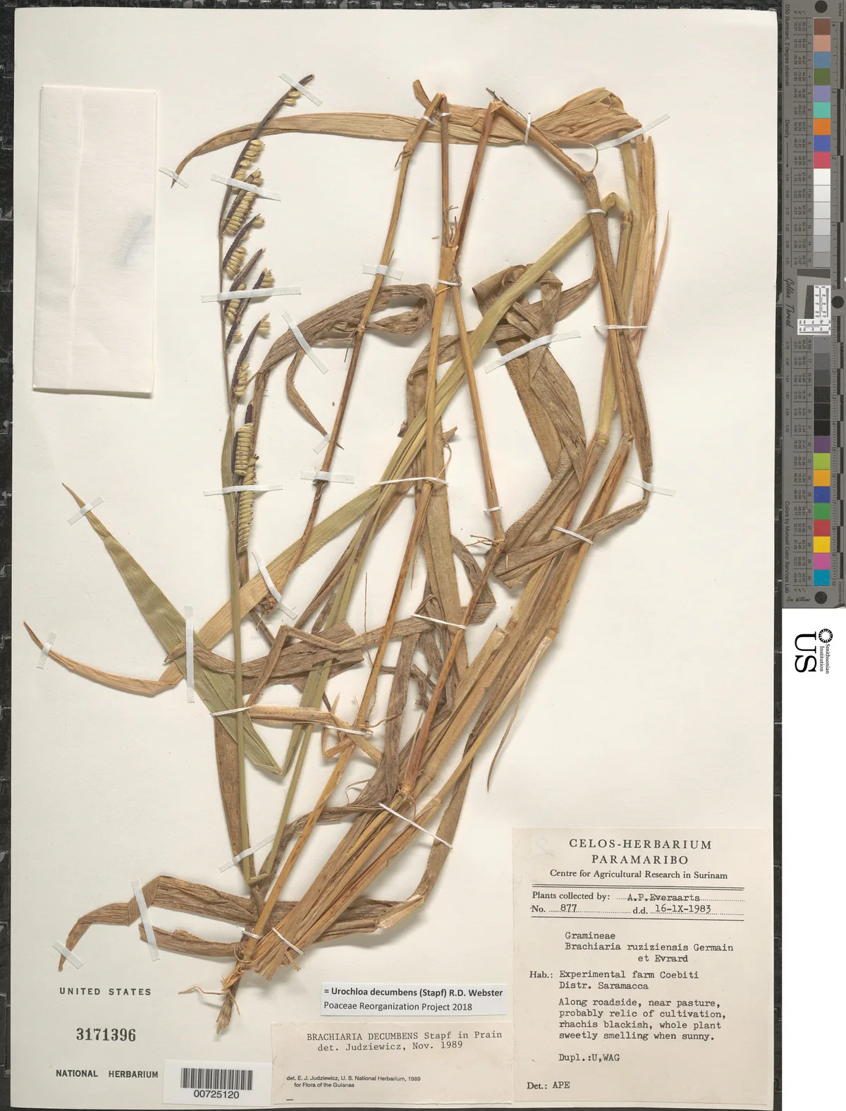 Surinam Grass (Brachiaria decumbens), photograph