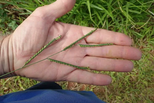 Surinam Grass (Brachiaria decumbens), photograph