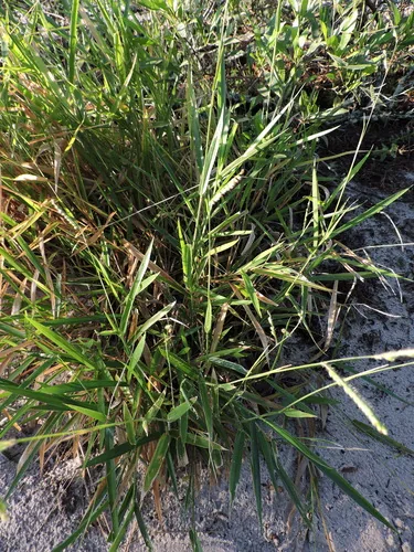 Photo: (c) Fabrício Mil Homens Riella, some rights reserved · CC BY · via iNaturalist Surinam grass (Brachiaria decumbens), photograph