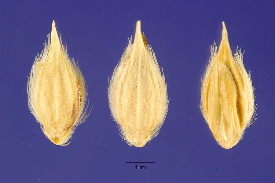 Surinam Grass (Brachiaria decumbens), photograph