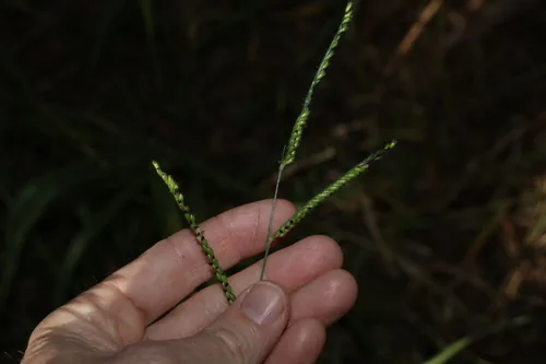 Photo: (c) Greg Tasney, some rights reserved (CC BY-SA) · cc-by-sa · via iNaturalist Surinam Grass (Brachiaria decumbens), photograph