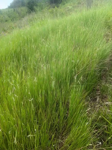 Photo: (c) Luis Recalde, some rights reserved · CC BY · via iNaturalist koronivia grass (Brachiaria humidicola), photograph
