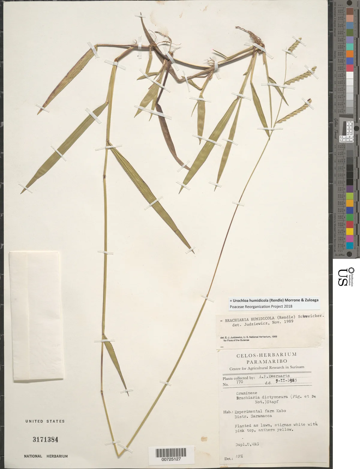 Photo: NMNH - Botany Dept. (CC0) · CC0 · via Smithsonian Koronivia Grass (Brachiaria humidicola), photograph