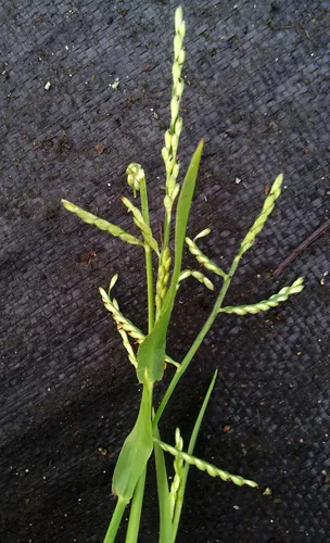 Photo: no rights reserved · CC0 · via iNaturalist cori grass (Brachiaria miliiformis), photograph