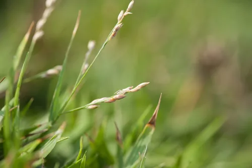 Cori Grass (Brachiaria miliiformis), photograph