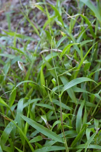Photo: (c) Cheng-Tao Lin, some rights reserved (CC BY) · cc-by · via iNaturalist Cori Grass (Brachiaria miliiformis), photograph