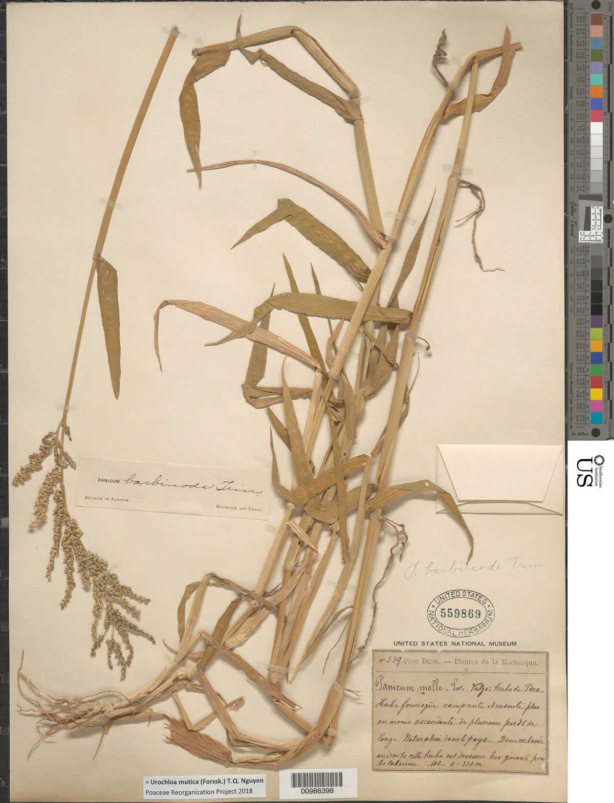 Para Grass (Brachiaria mutica), photograph