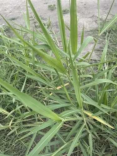 Para Grass (Brachiaria mutica), photograph