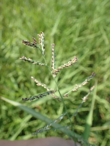 Photo: no rights reserved · CC0 · via iNaturalist para grass (Brachiaria mutica), photograph
