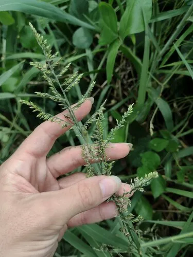 Para Grass (Brachiaria mutica), photograph