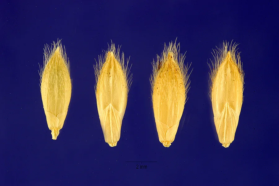Photo: Jose Hernandez, ARS Systematic Botany and Mycology Laboratory · Public Domain (USDA-NRCS PLANTS Database) · via USDA Congo Signal Grass (Brachiaria ruziziensis), photograph