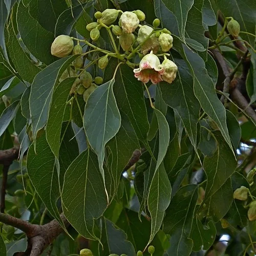 kurrajong (Brachychiton populneus), photograph