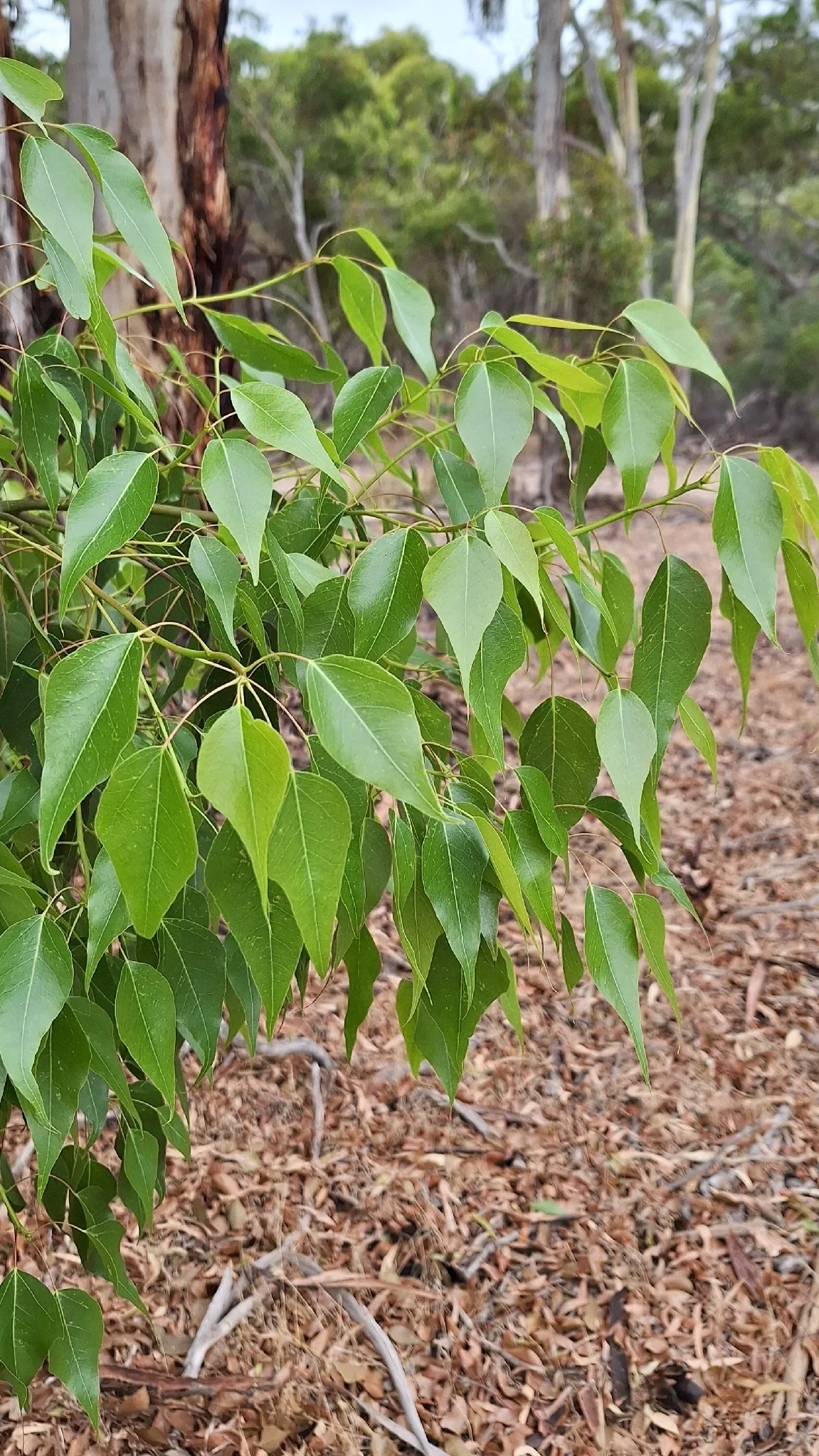 kurrajong (Brachychiton populneus), photograph