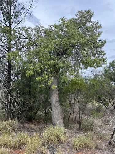 kurrajong (Brachychiton populneus), photograph